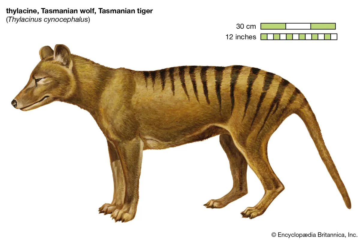 Scientist have recovered RNA from an extinct species of animal